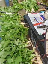 팜모닝 기타작물·영농일지 게시글 이미지