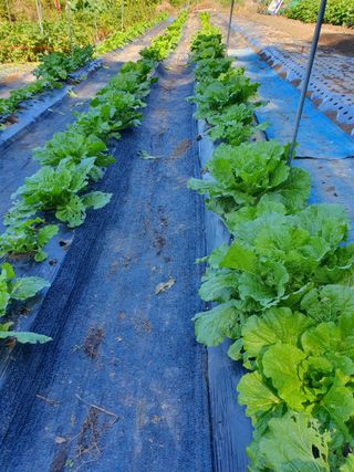 함영숙 님의 기타작물 · 영농일지 작성글 사진