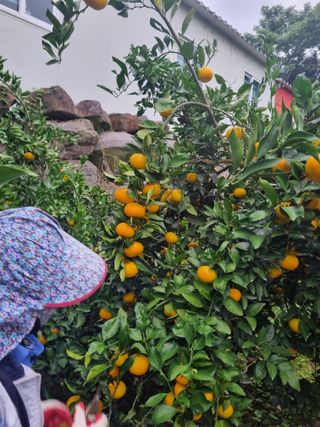 부금리(금강농원)님의 작성글 사진