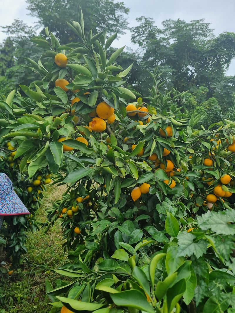부금리(금강농원)님의 장터 판매 상품 [노지 극조생귤] 첨부 사진