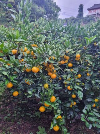 부금리(금강농원)님의 작성글 사진