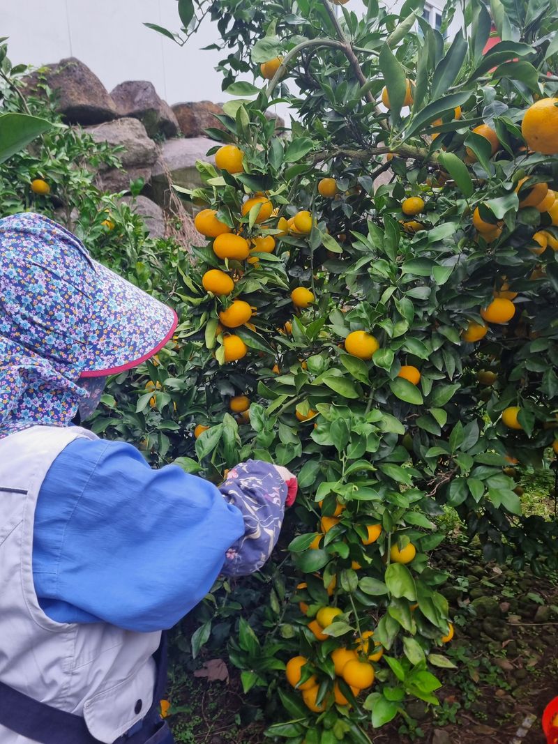 부금리(금강농원)님의 장터 판매 상품 [노지 극조생귤] 첨부 사진