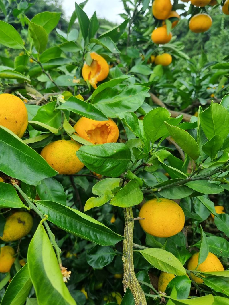 부금리(금강농원)님의 장터 판매 상품 [노지 극조생귤] 첨부 사진