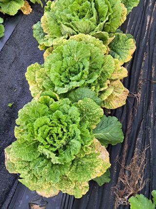 김응구님의 자유주제 · 자유게시판 작성글 사진