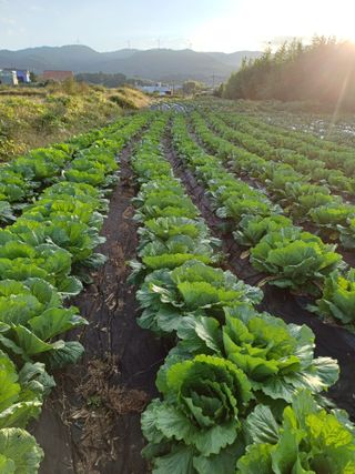 이름장인순님의 옥수수 · 영농일지 작성글 사진