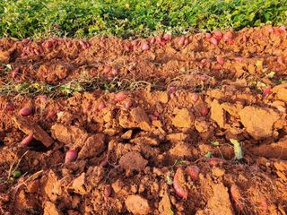 무안선유농원님의 자유주제 · 사진전 작성글 사진