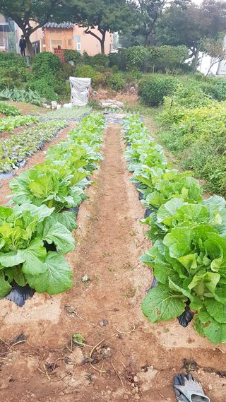 써니님의 배추 · 영농일지 작성글 사진