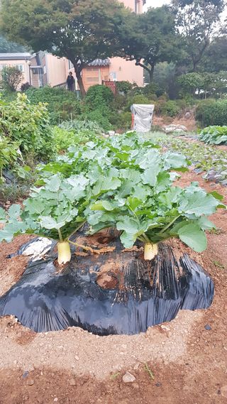 써니님의 배추 · 영농일지 작성글 사진