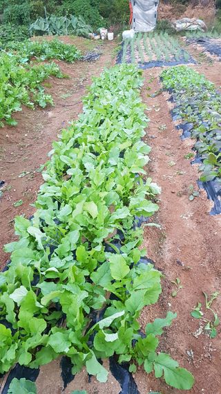 써니님의 기타작물 · 영농일지 작성글 사진