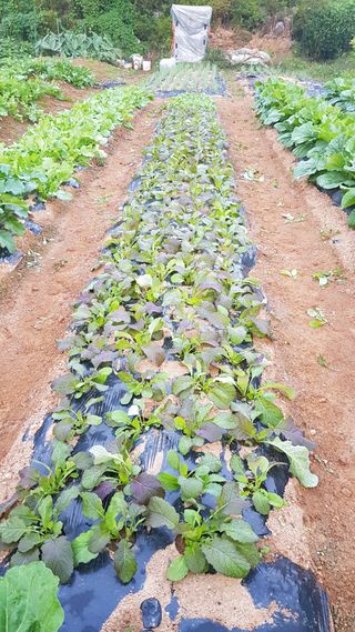 써니님의 기타작물 · 영농일지 작성글 사진