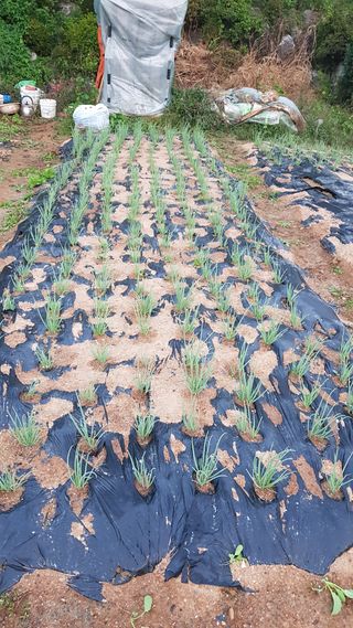 써니님의 파 · 영농일지 작성글 사진