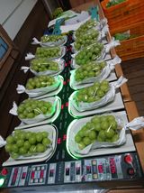 팜모닝 포도·영농일지 게시글 이미지