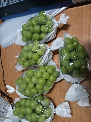 오이13686님의 포도 · 영농일지 작성글 사진