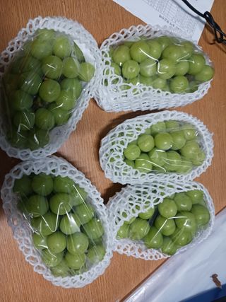 오이13686님의 포도 · 영농일지 작성글 사진