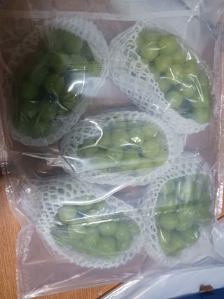 오이13686님의 포도 · 영농일지 작성글 사진