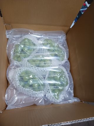 오이13686님의 포도 · 영농일지 작성글 사진