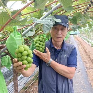 오이13686님의 포도 · 영농일지 작성글 사진