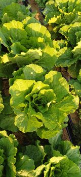 팜모닝 배추·영농일지 게시글 이미지