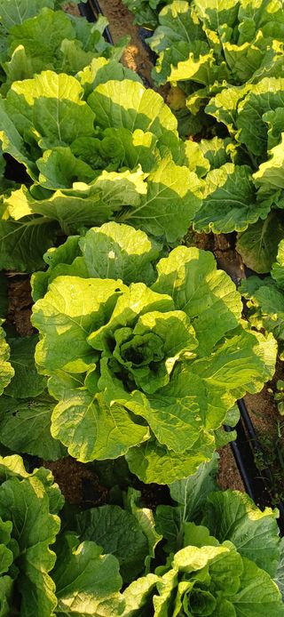 이강재님의 배추 · 영농일지 작성글 사진