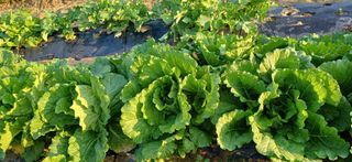 이강재님의 배추 · 영농일지 작성글 사진