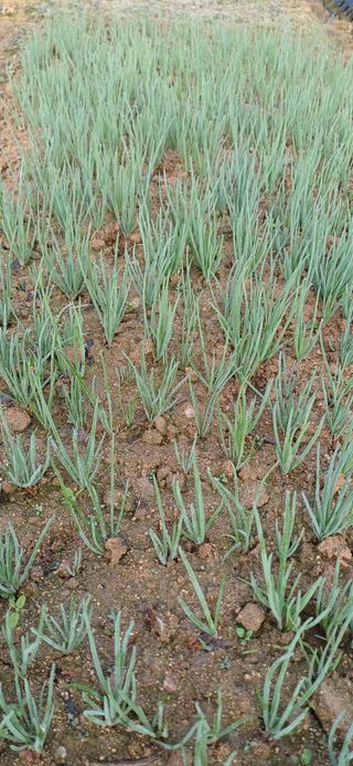 이강재님의 배추 · 영농일지 작성글 사진