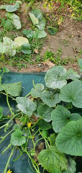 팜모닝 기타작물·병해충상담 게시글 이미지