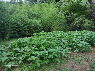 이효순님의 들깨 · 영농일지 작성글 사진