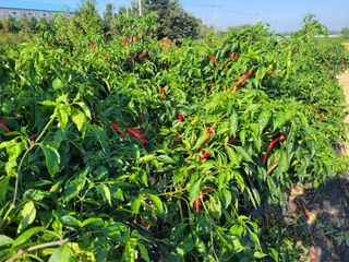 커피나무님의 고추 · 영농일지 작성글 사진