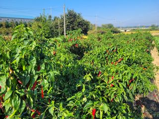 커피나무님의 고추 · 영농일지 작성글 사진