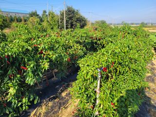 커피나무님의 고추 · 영농일지 작성글 사진