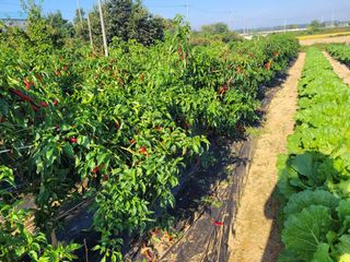 커피나무님의 고추 · 영농일지 작성글 사진