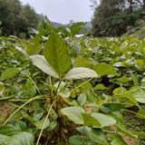 팜모닝 [팜춘문예] 짧은 시 쓰기| 2024·참여글 게시글 이미지