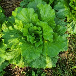 김재우님의 배추 · 영농일지 작성글 사진