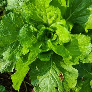 김재우님의 배추 · 영농일지 작성글 사진