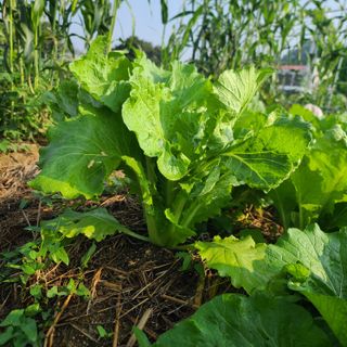 김재우님의 배추 · 영농일지 작성글 사진