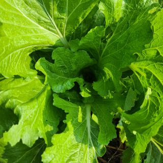 김재우님의 배추 · 영농일지 작성글 사진