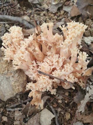 김철원,바람산인님의 자유주제 · 자유게시판 작성글 사진