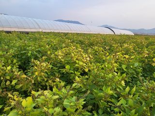 서명석님의 들깨 · 영농일지 작성글 사진