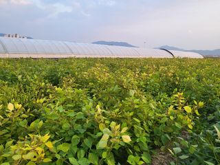 서명석님의 들깨 · 영농일지 작성글 사진