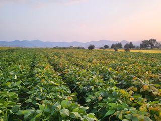 서명석님의 들깨 · 영농일지 작성글 사진