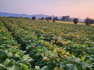 서명석님의 들깨 · 영농일지 작성글 사진