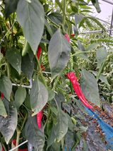 팜모닝 고추·영농일지 게시글 이미지