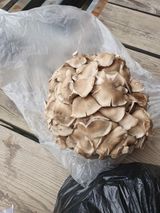 팜모닝 자유주제·자유게시판 게시글 이미지