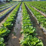 팜모닝 [팜춘문예] 짧은 시 쓰기| 2024·참여글 게시글 이미지