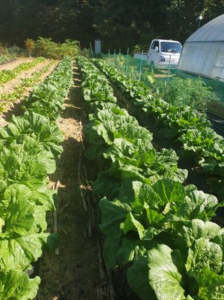 샤이니바다님의 배추 · 영농일지 작성글 사진