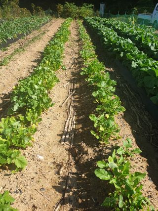 샤이니바다님의 배추 · 영농일지 작성글 사진