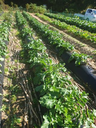 샤이니바다님의 배추 · 영농일지 작성글 사진