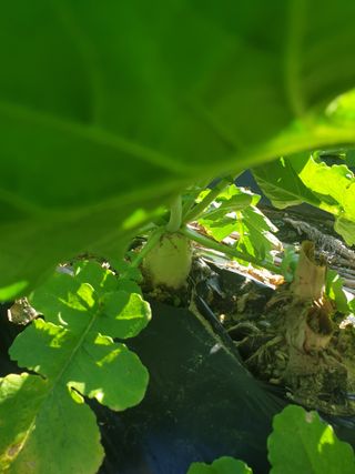 샤이니바다님의 배추 · 영농일지 작성글 사진