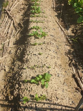 샤이니바다님의 배추 · 영농일지 작성글 사진