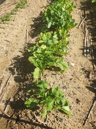 샤이니바다님의 배추 · 영농일지 작성글 사진